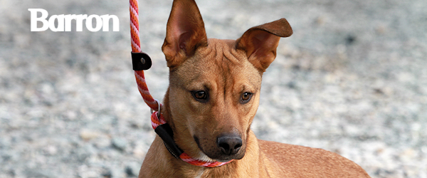 Barron at Dog House Adoptions