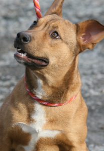 Barron at Dog House Adoptions