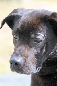 Bristol at Dog House Adoptions