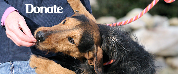 Donate to Dog House Adoptions