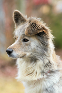 Foxy at Dog House Adoptions