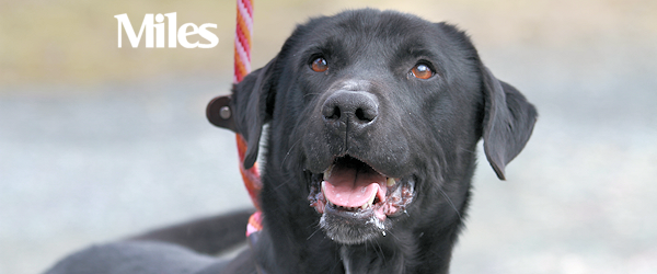 Miles at Dog House Adoptions