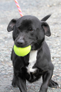 Miles at Dog House Adoptions