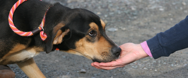 Connecting People with Dogs