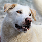 Panda at Dog House Adoptions