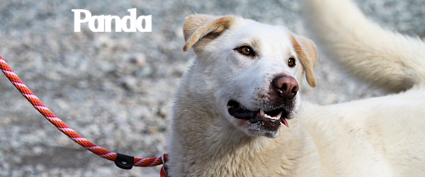 Panda at Dog House Adoptions