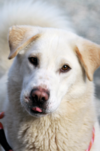 Panda at Dog House Adoptions