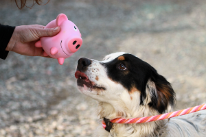 Squeaker Toys at the Dog House