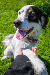 Jesse at Dog House Adoptions