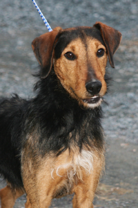 Zack at Dog House Adoptions