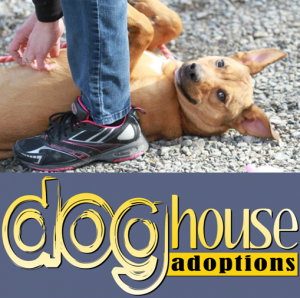 Dog House Adoptions Dog