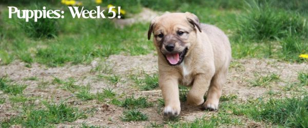 Puppies: 5 Weeks!