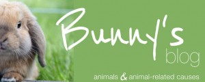 Bunny's Blog