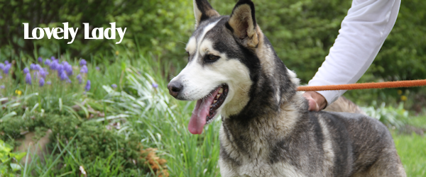 Lovely Lady at Dog House Adoptions