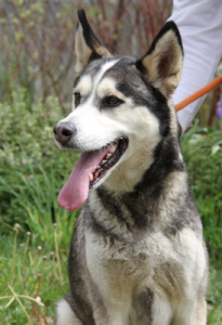 Lady at Dog House Adoptions