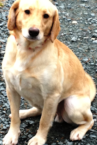 Blix - Adoptable Yellow Lab Mix