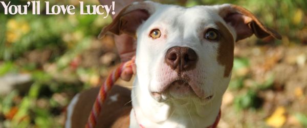Lucy - Adoptable Pitty Pup