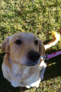 Blix - Adoptable Yellow Lab Mix