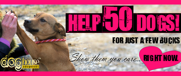 Help 50 Dogs