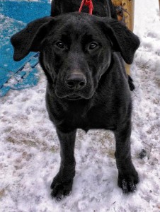 Black Lab Puppy