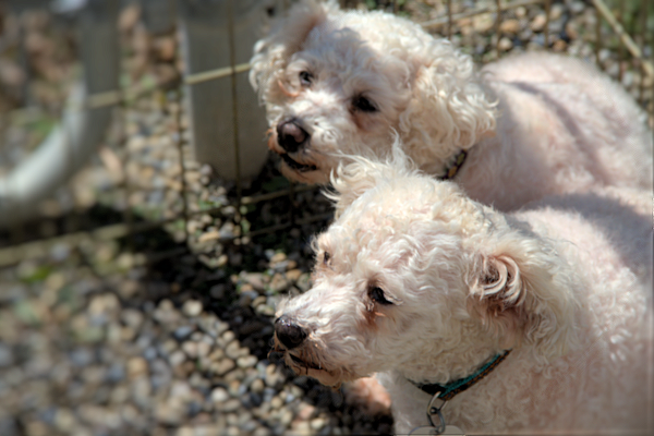 Bichon Frise Mill Rescues