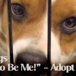 CAPP Mill Rescue Dog