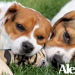Beabulls: Alex and Luke!