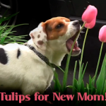 Rescued Mill Pup Picks Tulips for New Mom on Mother’s Day!