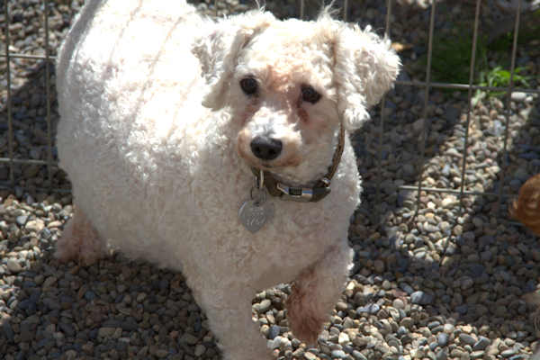 Polly, the Bichon Fris