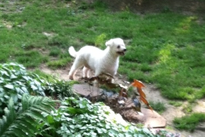 Polly, the Bichon Fris