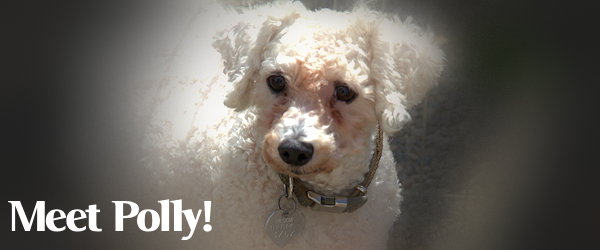 Polly, the Bichon Fris