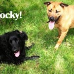 Mickey and Rocky