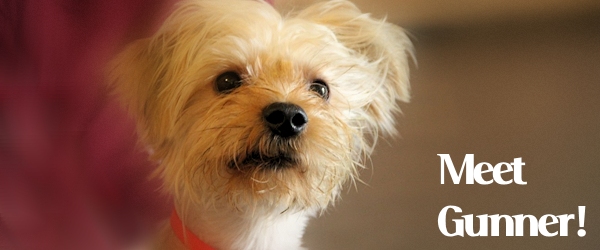 Gunner - Yorkie Mix Puppy