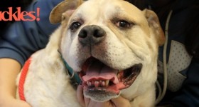 Knuckles the English Bulldog Lapdog