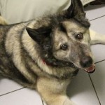 Sadie