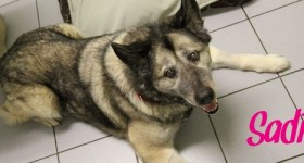 Sadie
