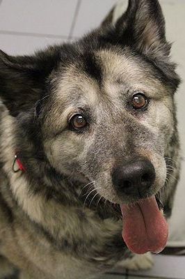 Sadie - Malamute Shepherd