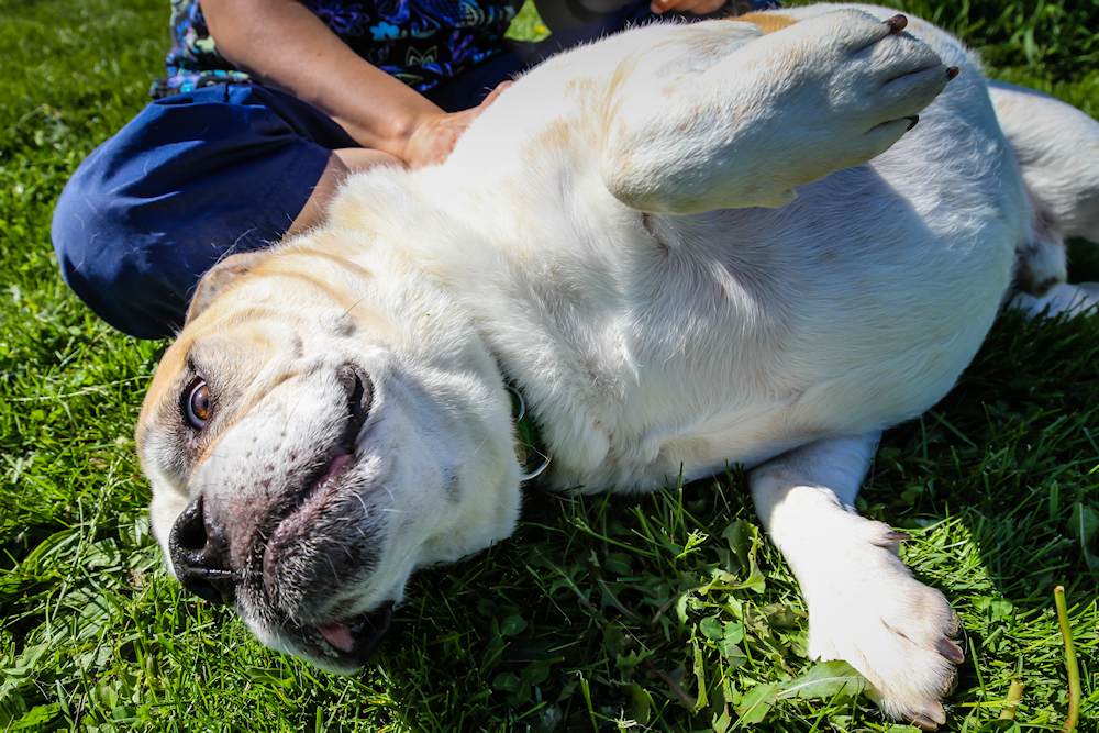 Knuckles at Dog House Adoptions