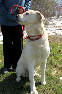 Gordon the Yellow Lab