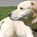 Gordon the Yellow Lab