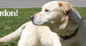 Gordon the Yellow Lab
