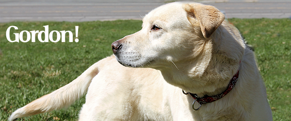 Gordon the Yellow Lab