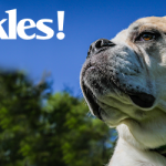Knuckles at Dog House Adoptions