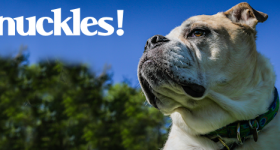 Knuckles at Dog House Adoptions