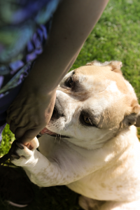 Knuckles st Dog House Adoptions