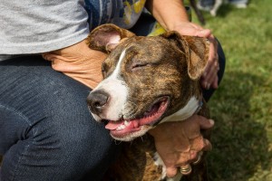 Tulip at Dog House Adoptions