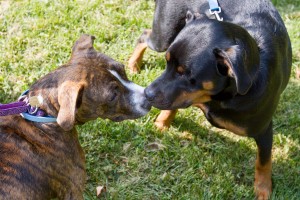 Tulip at Dog House Adoptions