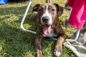 Tulip at Dog House Adoptions