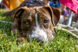 Tulip at Dog House Adoptions