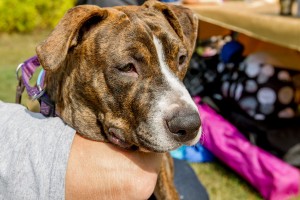 Tulip at Dog House Adoptions